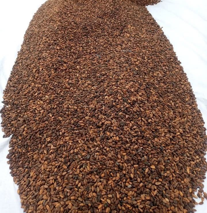 Cocoa Beans
