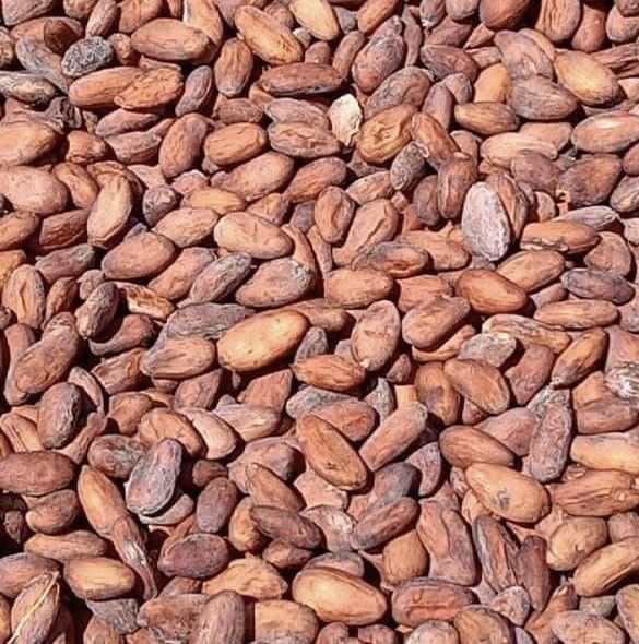 Cocoa Beans